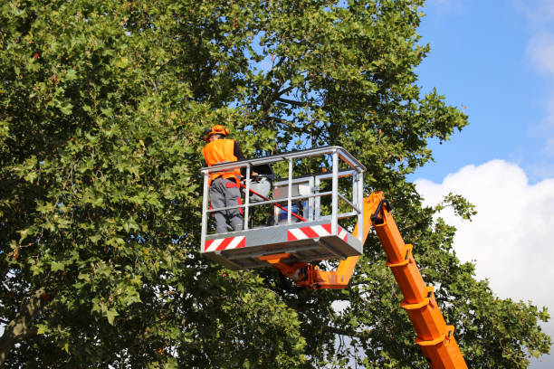 Trusted Heritage Pines, FL Tree Services Experts