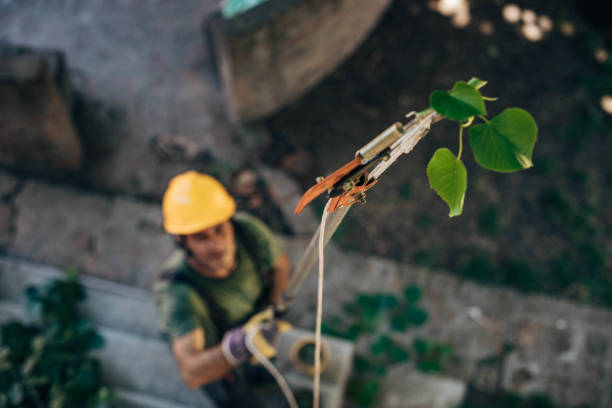 Best Tree Removal  in Heritage Pines, FL