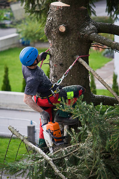 Best Tree Cabling and Bracing  in Heritage Pines, FL