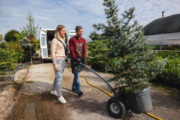 How Our Tree Care Process Works  in  Heritage Pines, FL