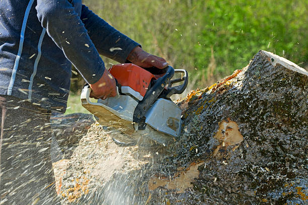 Best Hedge Trimming  in Heritage Pines, FL