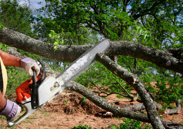Best Palm Tree Trimming  in Heritage Pines, FL