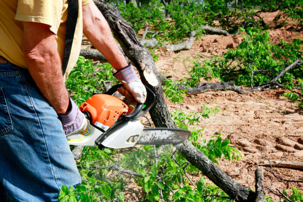 Best Hazardous Tree Removal  in Heritage Pines, FL